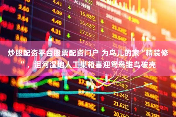 炒股配资平台股票配资门户 为鸟儿的家“精装修”，沮河湿地人工巢箱喜迎鸳鸯雏鸟破壳